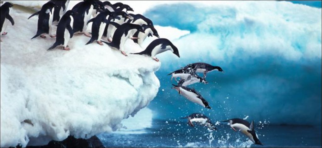 Pingüinos saltando en el océano