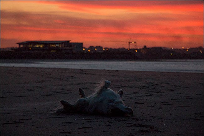 Un perro rodando en la arena de la playa.