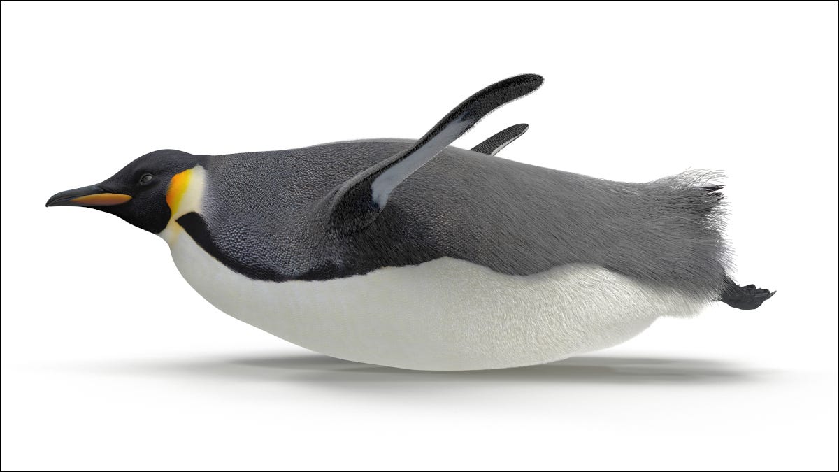 Un pingüino que se desliza rápidamente sobre su estómago.