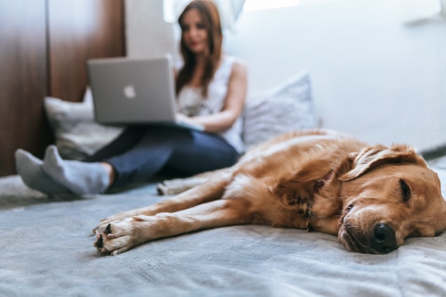 Best Job Sites Trabajo remoto Cama para perros