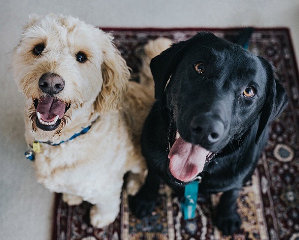 Usos sorprendentes Amazon Alexa Pet Sitter