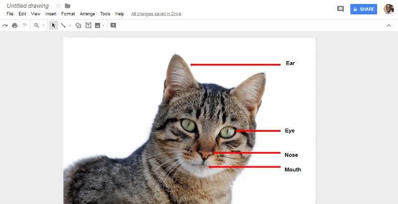 ser-creativo-con-dibujos-de-google-diagramas-anotados-gato