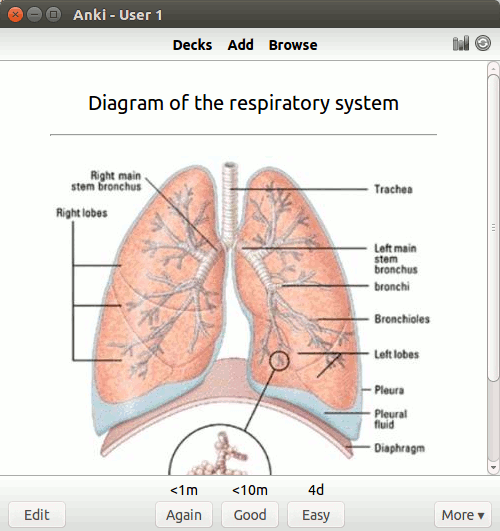 flashcards-anki-respuesta-imagen