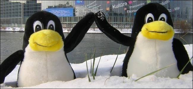 Pingüinos rellenos en la nieve.