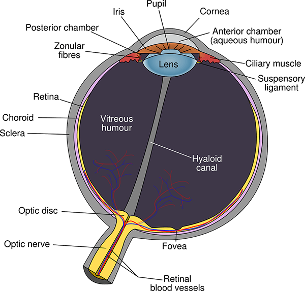 Temas oscuros Iris