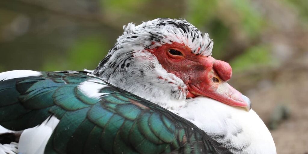 An ugly chick in a pond.