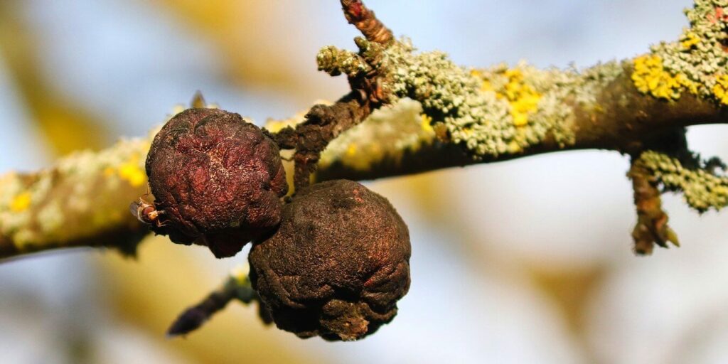 Rotten apples on a tree branch.