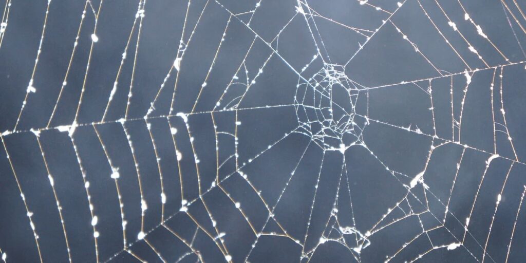 A cobweb.