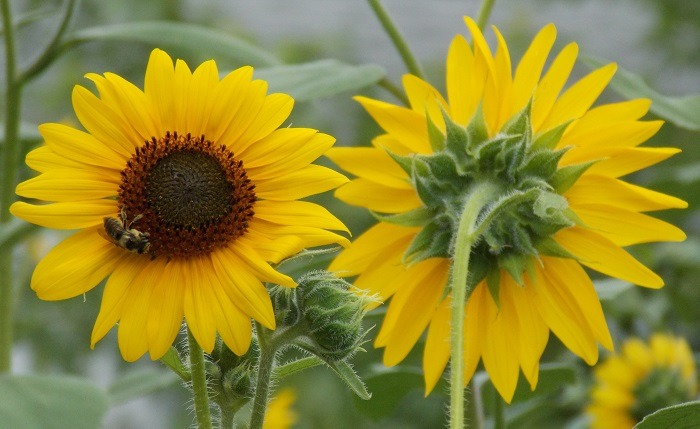 Drone de Seguridad Autónomo Girasol